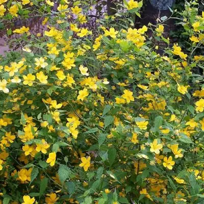 Керрия японская ГОЛДЕН ГИНЕЯ в Сморгони