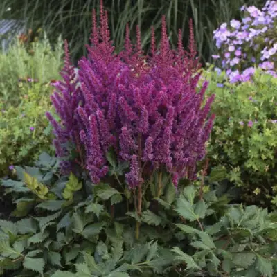 Астильба ВИЖНС китайская в Сморгони