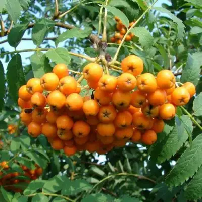 Рябина НЕВЕЖИНСКАЯ ЖЕЛТАЯ сладкоплодная в Сморгони