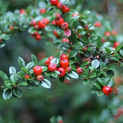 Кизильник горизонтальный в Сморгони