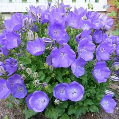 Колокольчик САНТА карпатский в Сморгони