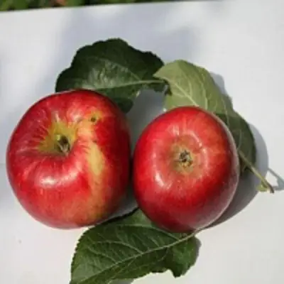 Яблоня РЕДФРИ в Сморгони