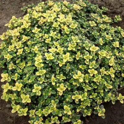 Тимьян ДОННА ВАЛЕЙ лимоннопахнущий в Сморгони