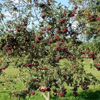 Рябина БУРКА сладкоплодная в Сморгони