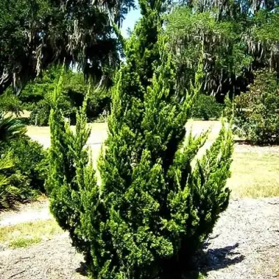 Можжевельник КАЙЗУКА китайский в Сморгони