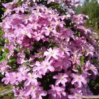 Клематис КОМТЕСС ДЕ БУШО в Сморгони