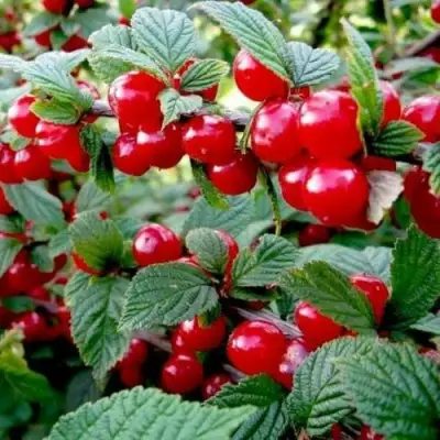 Вишня ВОСТОРГ войлочная в Сморгони