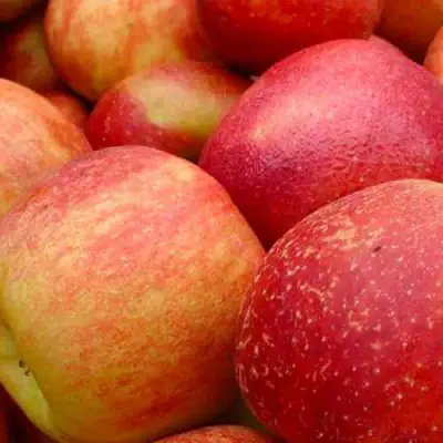 Яблоня ДЖОНАГОЛД в Сморгони