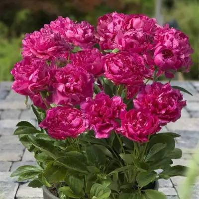 Пион ЛОНДОН травянистый в Сморгони