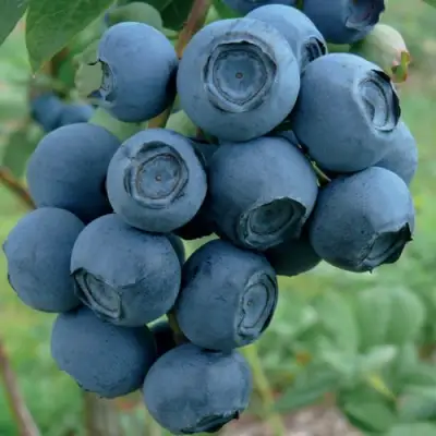 Голубика РУБЕЛ в Сморгони