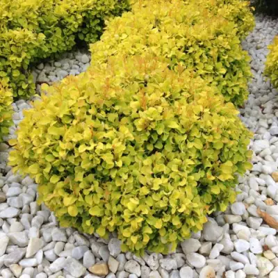 Барбарис БОНАНЗА ГОЛД тунберга в Сморгони