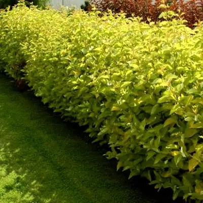 Комплект ДАРТС ГОЛД в Сморгони