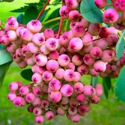 Рябина ПИНК сладкоплодная в Сморгони