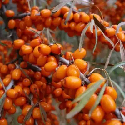 Облепиха ВОРОБЬЕВСКАЯ в Сморгони