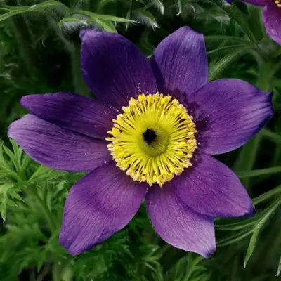 Прострел ПИНВИЛ БЛЮ ШЕЙДЕС в Сморгони