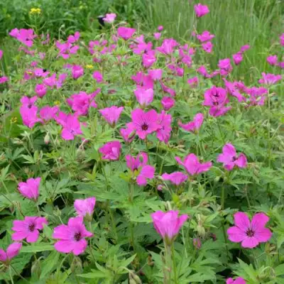 Герань РЕД АДМИРАЛ гибридная в Сморгони