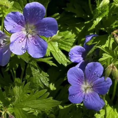 Герань БРУКСАЙД гибридная в Сморгони