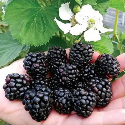 Ежевика РУБЕН ремонтантная  в Сморгони