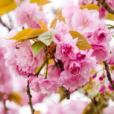 Сакура КАНЗАН в Сморгони