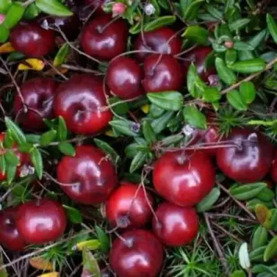 Клюква БЕН ЛИР в Сморгони