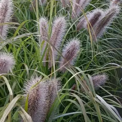 Пеннисетум БЛЭК БЬЮТИ в Сморгони
