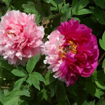 Пион ДВЕ СЕСТРЫ древовидный в Сморгони