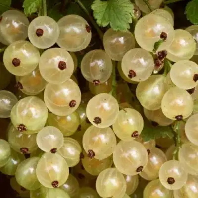 Смородина белая СМОЛЬЯНИНОВСКАЯ в Сморгони