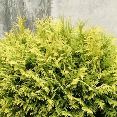 Туя ГОЛДЕН ГЛОБ западная в Сморгони