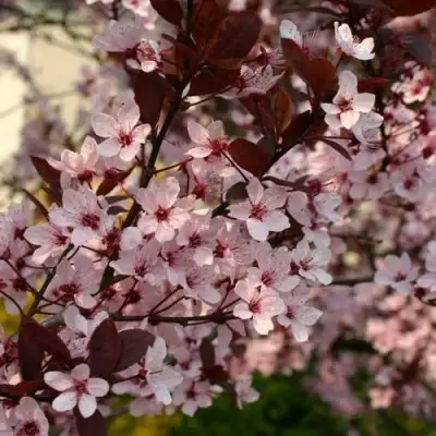 Слива НИГРА растопыреная в Сморгони