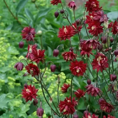 Аквилегия РУБИ ПОРТ обыкновенная в Сморгони