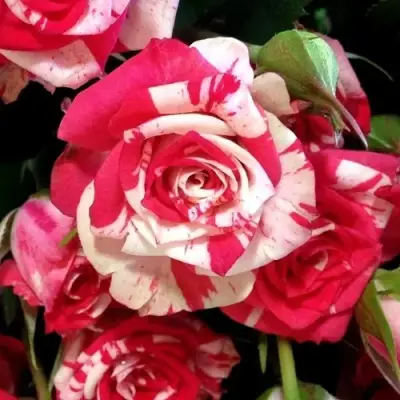 Роза ФАЙЕР ВОРКС миниатюрная в Сморгони