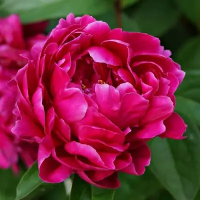 Пион ЛУИ ВАН-ГУТТ травянистый в Сморгони