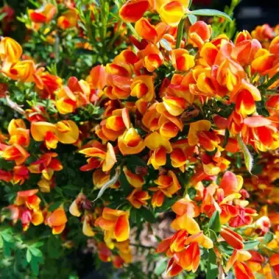 Ракитник АНДРЕАНУС в Сморгони