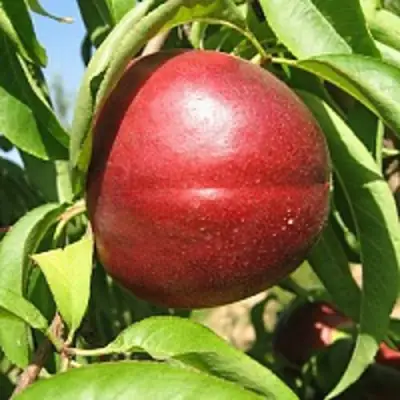 Нектарин ФАНТАЗИЯ в Сморгони