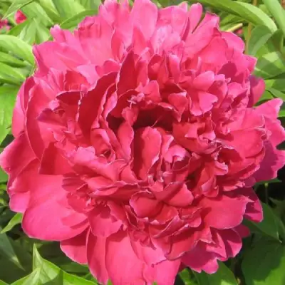 Пион ПУРПУРНЫЙ ФЕНИКС травянистый в Сморгони