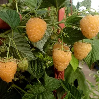 Малина ЗЮГАНА ЗОЛОТАЯ в Сморгони