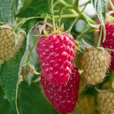 Малина МАРАСТАР в Сморгони