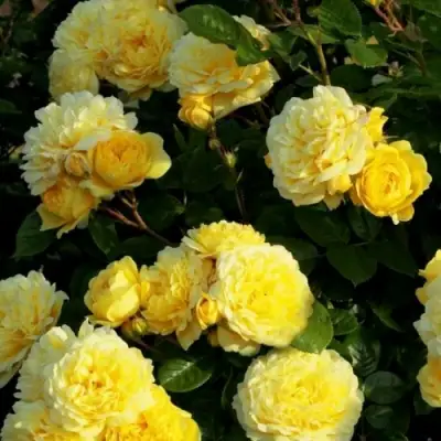 Роза АНИ ДЮПРЕЙ флорибунда в Сморгони