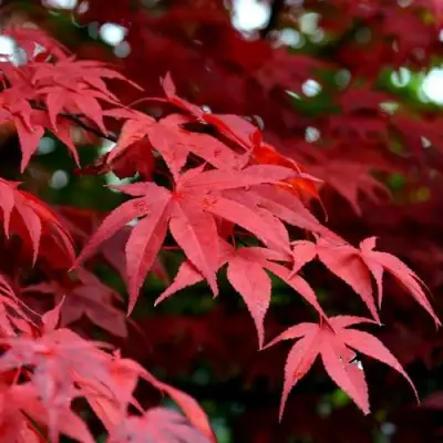 Клен гиннала  в Сморгони