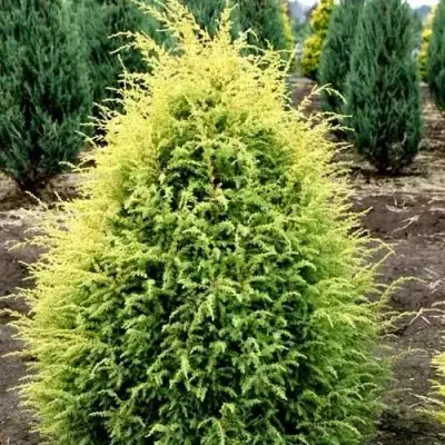 Можжевельник ГОЛД КОН обыкновенный в Сморгони