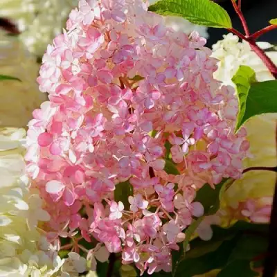 Гортензия ДИАМАНТИНО метельчатая в Сморгони