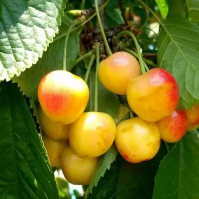 Черешня ЯНТАРНАЯ в Сморгони