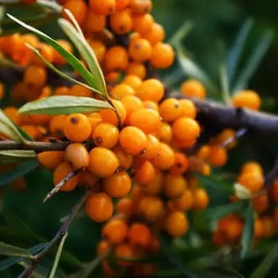 Облепиха МОСКОВСКАЯ ПРОЗРАЧНАЯ в Сморгони