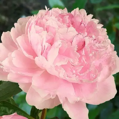 Пион САРА БЕРНАРД травянистый в Сморгони