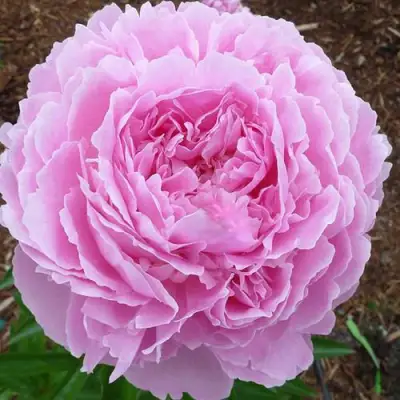 Пион ДЖАКОРМА травянистый в Сморгони