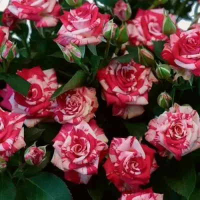 Роза ФАЙЕР ВОРКС миниатюрная в Сморгони