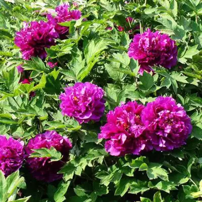 Пион ОРНАМЕНТ древовидный в Сморгони