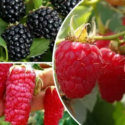 Комплект ЯГОДНЫЙ МИКС в Сморгони