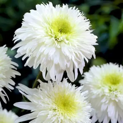 Нивяник ФИОНА ГОГХИЛЛ великолепный в Сморгони