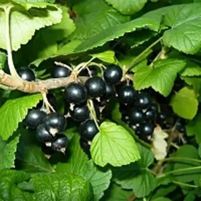 Смородина чёрная ВЕЛОЙ (ЛЕНИНГРАДСКАЯ СЛАДКАЯ) в Сморгони